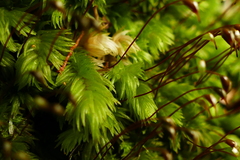 Leucobryum javense