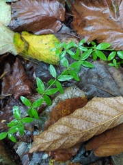Cruciata glabra