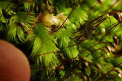 Leucobryum javense