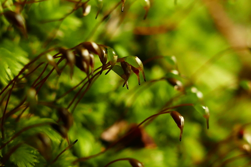 Leucobryum javense