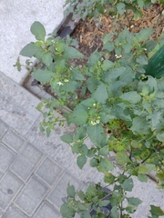 Solanum nigrum