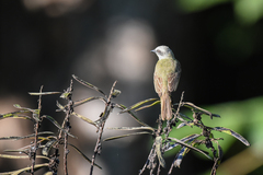 Myiozetetes granadensis