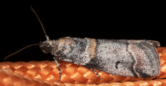 Acrobasis tricolorella