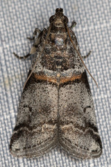 Acrobasis tricolorella