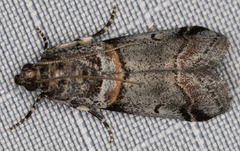 Acrobasis tricolorella