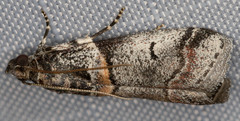 Acrobasis tricolorella