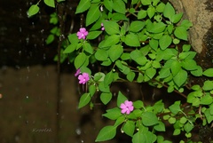 Impatiens semounensis