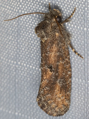 Acrolophus kearfotti