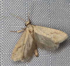 Acrolophus laticapitana