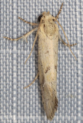 Acrolophus laticapitana