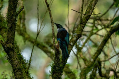 Prosthemadera novaeseelandiae novaeseelandiae
