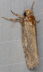 Acrolophus variabilis