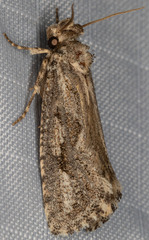 Acrolophus variabilis