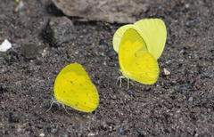 Eurema alitha