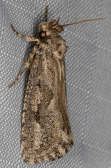 Acrolophus variabilis