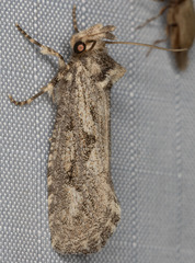 Acrolophus variabilis