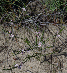 Cyanothamnus coerulescens spinescens