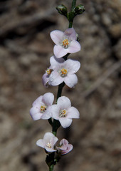 Cyanothamnus coerulescens spinescens