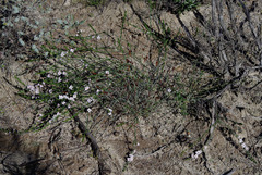 Cyanothamnus coerulescens spinescens