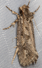 Acrolophus variabilis