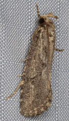 Acrolophus variabilis