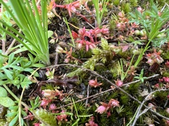 Crassula decumbens