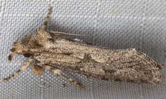 Acrolophus variabilis