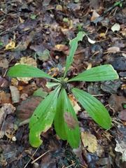 Lilium martagon