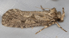 Acrolophus variabilis