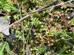 Crassula decumbens
