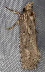 Acrolophus variabilis
