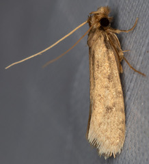 Amydria confusella