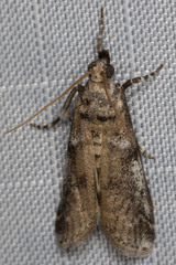 Amyelois transitella