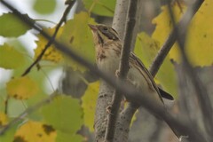 Emberiza rustica
