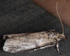Amyelois transitella