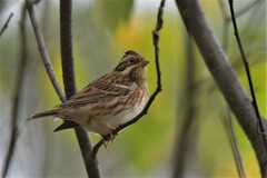 Emberiza rustica
