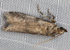 Amyelois transitella