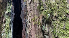 Dacrydium cupressinum