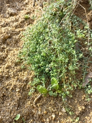 Corrigiola litoralis litoralis