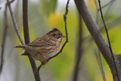 Emberiza rustica