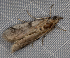 Amyelois transitella