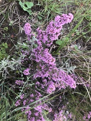 Erica mauritanica
