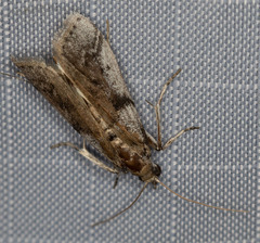 Amyelois transitella