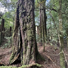 Dacrydium cupressinum
