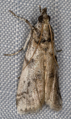Amyelois transitella