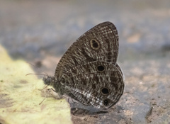 Ypthima loryma