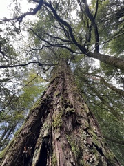 Dacrydium cupressinum