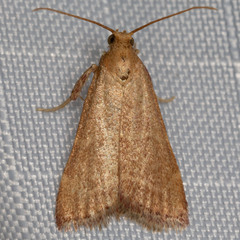Arta epicoenalis