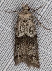 Blastobasis glandulella