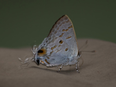 Hypolycaena sipylus